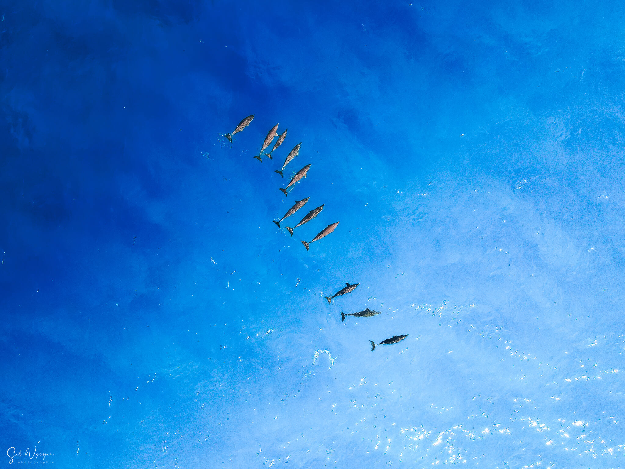 Dauphins vers Ua – 2