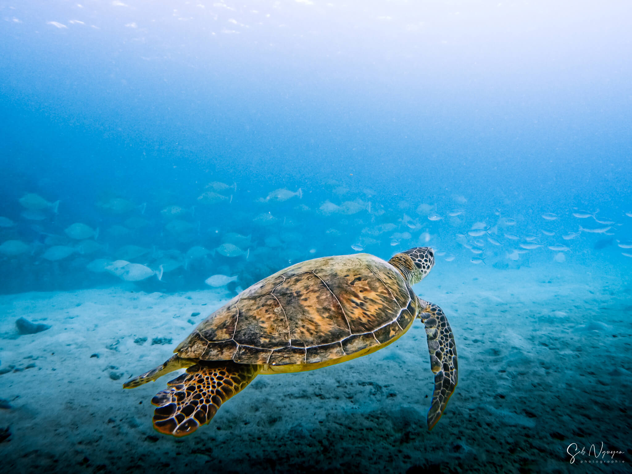 Dans la réserve – Ilot Signal
