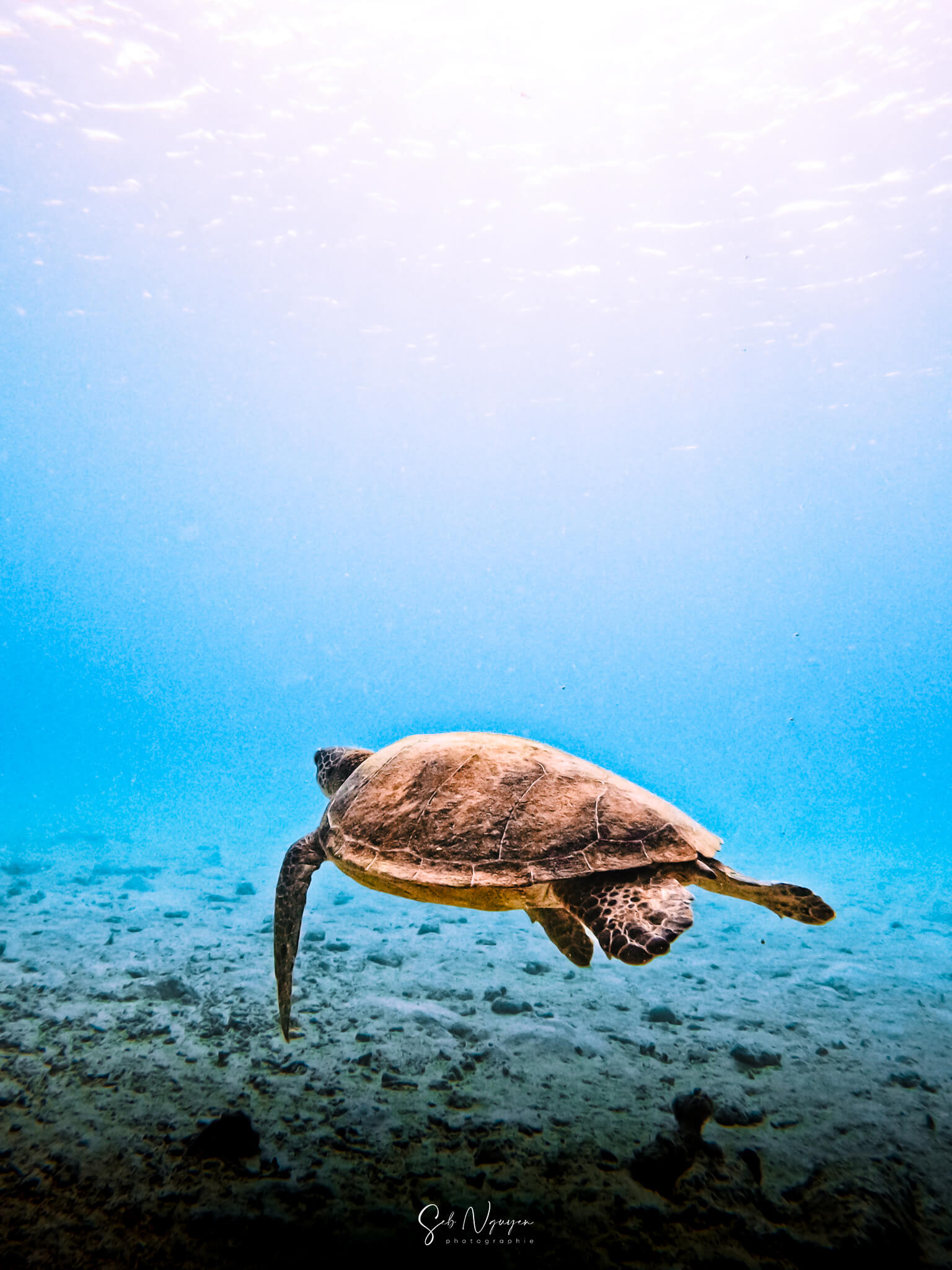 Dans la réserve – Ilot Signal