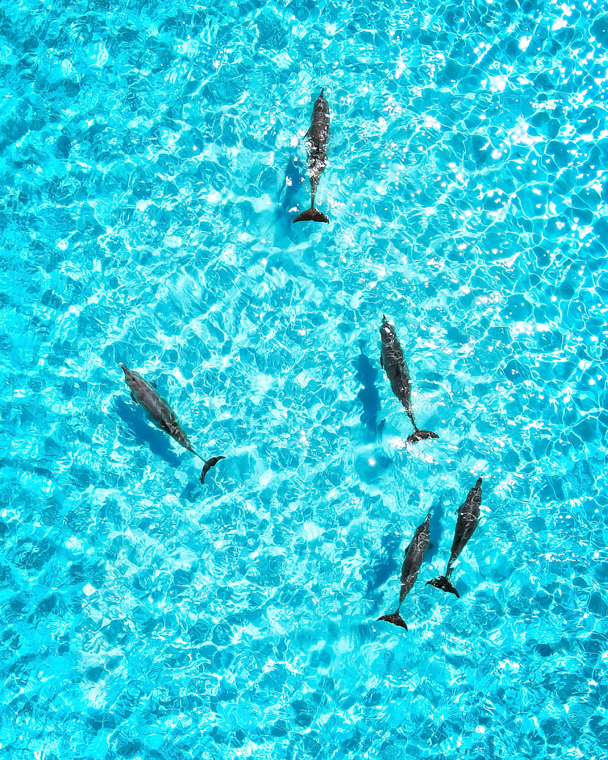 Flipper&rsquo;s series