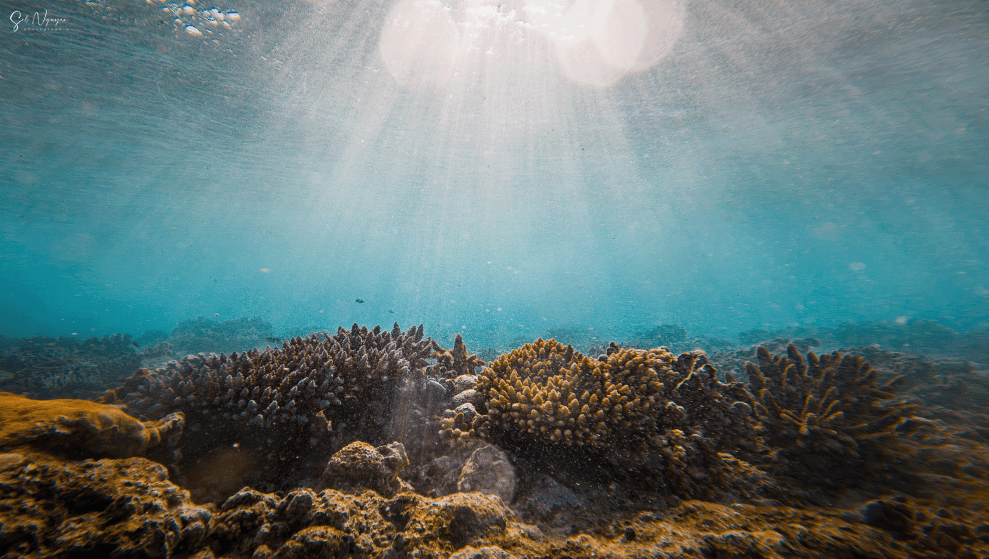 Sous la surface – Passe de Dumbéa (4)